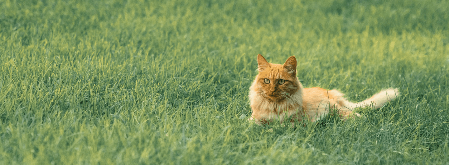 Cat in field - Top10PetInsurance